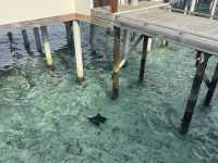 Refreshing trip in Maldives 