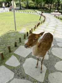 A magical day at Bambi land, Taiwan