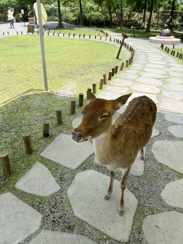 A magical day at Bambi land, Taiwan