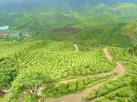 Cameron Highlands is truly a gem, offering nature’s beauty🌲🌳👫😎