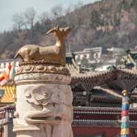 Golden Roofs, Sacred Chants – Inside Qinghai’s Kumbum Monastery