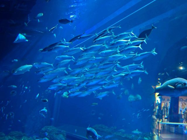 DMM水族館