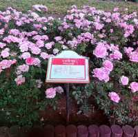 蔚山バラ祭り🌹