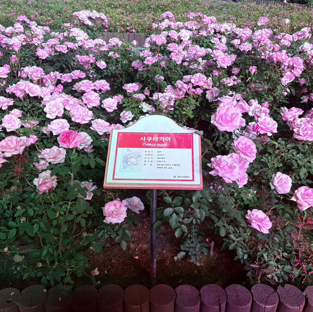 蔚山バラ祭り🌹 蔚山バラ祭り🌹