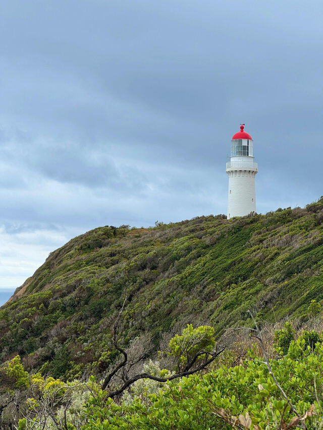 【莫寧頓半島｜海岸與葡萄酒交織的靜謐之旅】