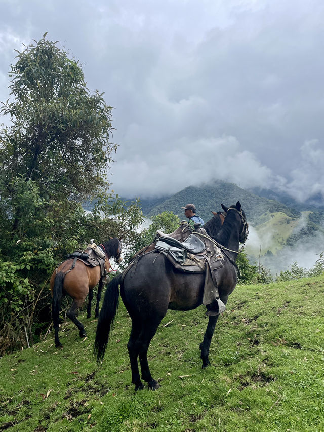 Horseback Through the Clouds: Cocora Valley’s Magical Wax Palms