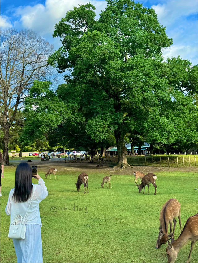 🦌 나라 사슴공원에서 인생샷 도전!