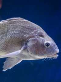 altTitle