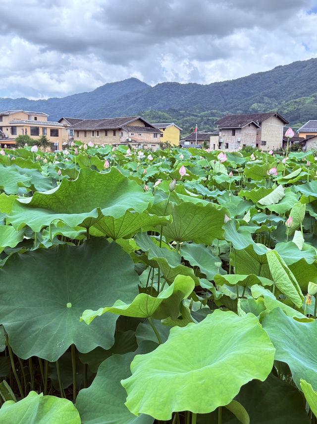 🌿探訪雲水謠古鎮｜古榕守護·情人橋畔·土樓記憶