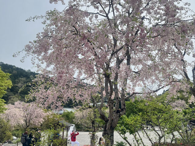#勝尾寺