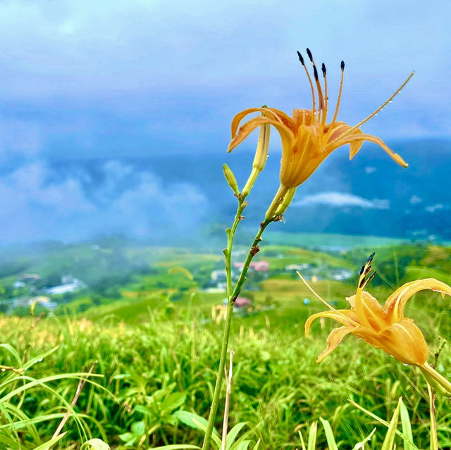 卡通玩偶貓貓蟲咖波及金針花仙子朵拉在六十石山等你同框