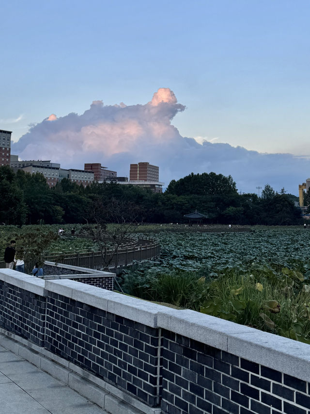 🌿 전주 덕진공원에서 느끼는 한옥과 호수의 고요한 오후 🌅