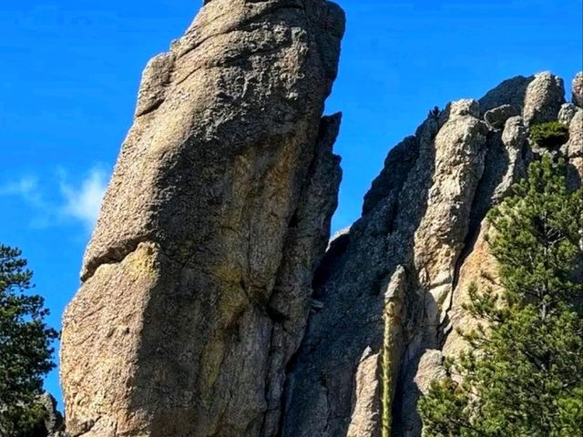 🏞️ Custer State Park – The Wild Heart of South Dakota 🏞️ Custer State Park – The Wild Heart of South Dakota