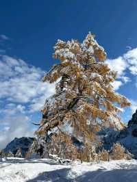 European larch