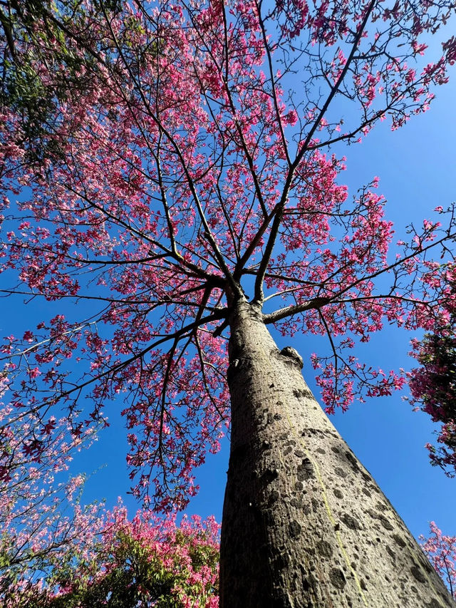 ไปที่สวน Shunfengshan เพื่อเก็บใบไม้ร่วง 🐿️🍂🍁 ไปที่สวน Shunfengshan เพื่อเก็บใบไม้ร่วง 🐿️🍂🍁