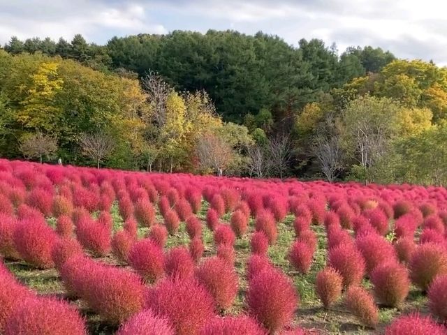 北海道秘境✨由仁花園3.2萬株地膚草鋪成秋日絨毯