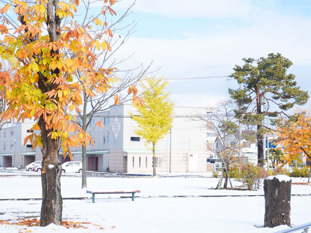 ❄️🍁비에이 폭설과 함께한 가을 비에이 투어