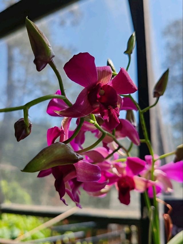 Orchid Forest Cikole: A Blend of Orchids and Cool Pine Woods Orchid Forest Cikole: A Blend of Orchids and Cool Pine Woods