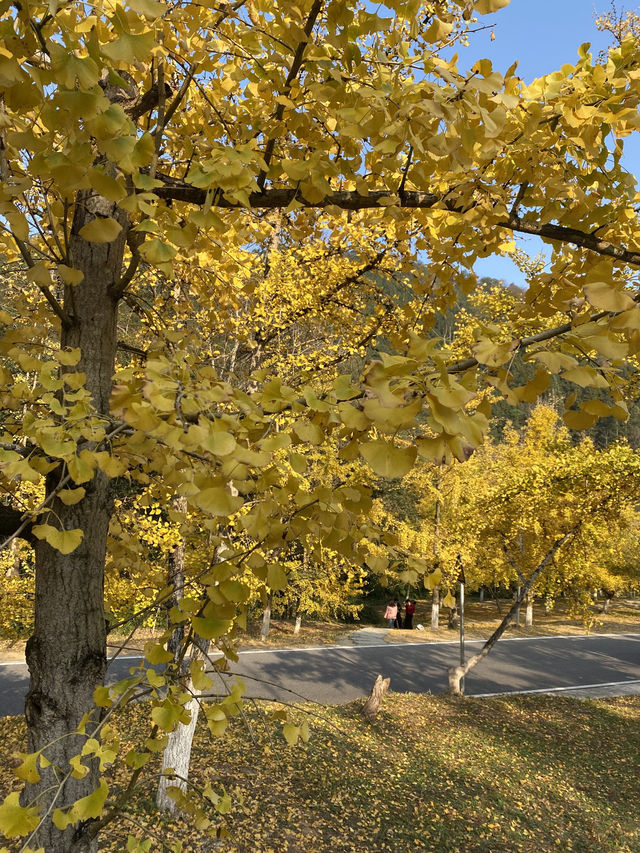 不用飛韓國及日本，在中國廣東也可看到超美的銀杏🤩🤩