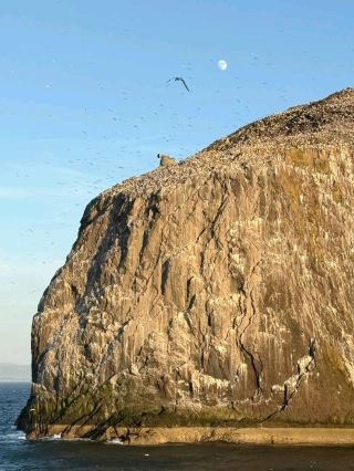 Bass Rock — A White Island of Birds Rising from the North Sea