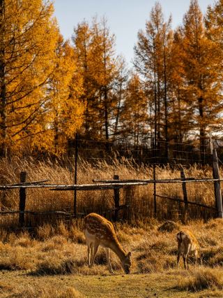 🍂 Autumn in the Greater Khingan Range | A Forest of Gold