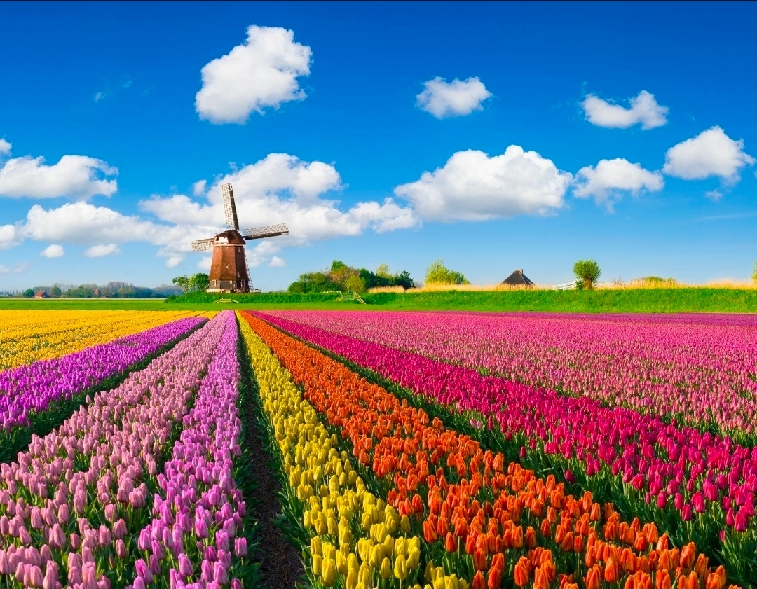 🌷✨ Tulip Garden — A Wonderland Painted in a Thousand Colors 🇳🇱

Imagine walking through endless fields of vibrant tulips, where shades of red, yellow, pink, purple, and white stretch as far as the eyes can see. Every flower tells a story, every breeze carries the fragrance of spring, and every corner feels like a little piece of paradise. 🌸💖

The beauty of a tulip garden is more than just its colorful flowers. It is the peaceful atmosphere, the fresh air, the charming countryside, and the magical feeling of being surrounded by nature at its finest. With traditional Dutch windmills standing proudly in the distance and golden sunlight falling over the blooming fields, the scenery becomes almost too beautiful to describe in words.

🌷 Keukenhof Gardens in the Netherlands is one of the world's most celebrated spring flower destinations, attracting visitors with millions of blooming flowers and breathtaking floral displays. Spring transforms this wonderful place into a living masterpiece, making it a dream destination for nature lovers, photographers, and travelers from around the globe.

Sometimes, happiness is simply walking through a garden full of flowers, taking beautiful photographs, and letting the peaceful beauty of nature fill your heart. 🌿📸

A world of colors, a heart full of wonder, and memories that bloom forever. 🌷❤️

📍 Destination: Keukenhof Tulip Garden, Lisse, Netherlands 🇳🇱
🌸 Best season: Spring, usually from March to May.#travel2026 #naturalwonders 

#TulipGarden  #Keukenhof  #Netherlands  #Holland  #TulipSeason  #FlowerLovers  #SpringInEurope  #NaturePhotography  #DreamDestinations  #TravelTheWorld  #ExploreTheWorld  #TravelDiaries 