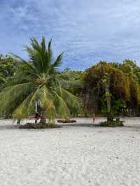 Starfish Paradise in Balabac 