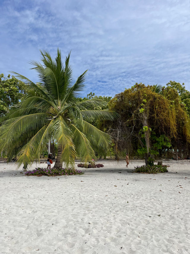 Starfish Paradise in Balabac 