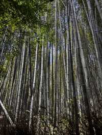 Experiencing the Heart of Japan in Kyoto 