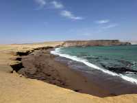 Paracas 'mini Galapagos' and National Reserve trip