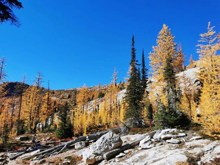 Cutthroat Pass, a popular hiking trail in the American Northwest during the Golden Pine Season.