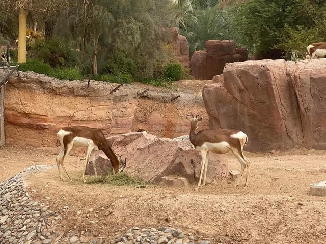 Al Ain Zoo  🐪