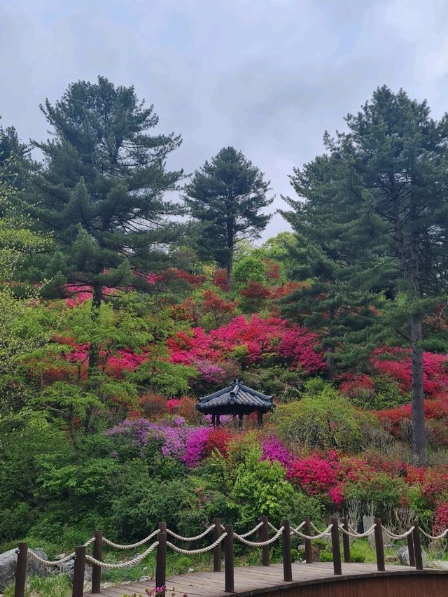 Garden of morning calm 🌿