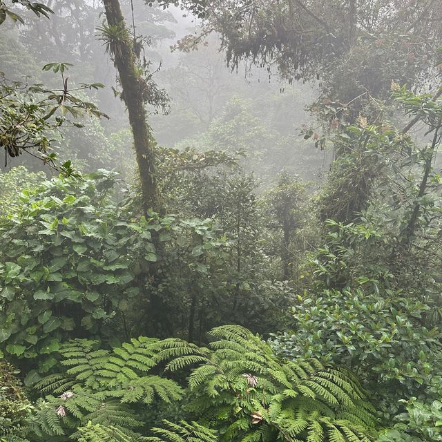 Monteverde 