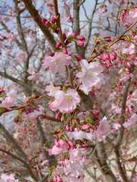 🇨🇭스위스 제네바 : 제네바의 봄꽃들 🌸💖