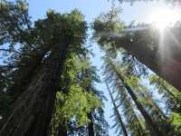 Exploring the Enchanting Redwood Forest