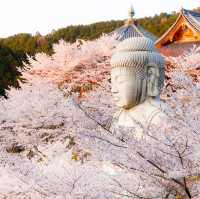 Sakura Spectacle: Tokyo's Blossom Ballet!🌸