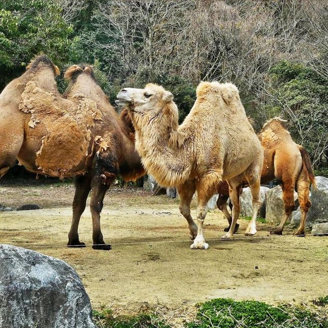 🐘姬路中央公園🦉開車穿越野生動物園區🐯