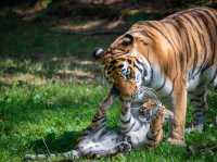 Very big zoo in Germany 🇩🇪