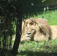 Park Zoo Reynou 🗺️