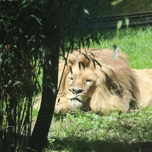 Park Zoo Reynou 🗺️