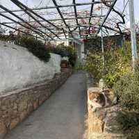 Athens 