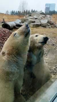 Tallinn Zoo - Estonia