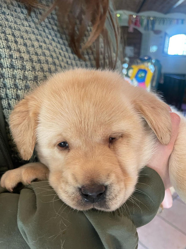 Puppies cuddle time
