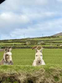 24 hours in Dingle and Killarney 