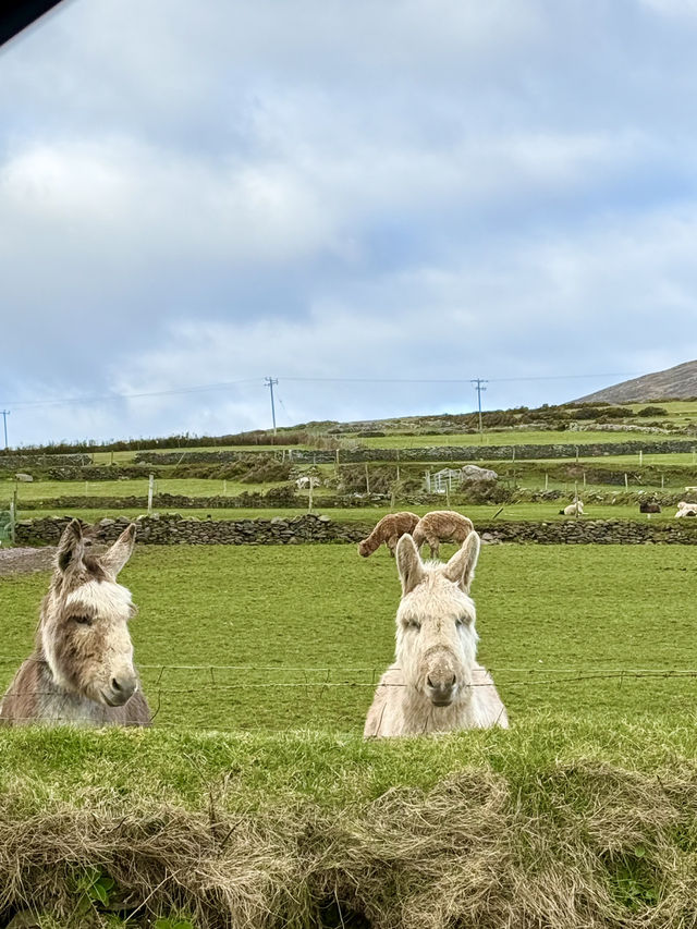 24 hours in Dingle and Killarney 