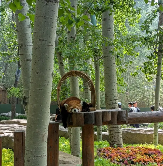 สวนสัตว์ป่าปักกิ่งจากสนามบินต้าซิง