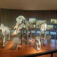 An excellent dinosaurs collection in Shanghai Natural History Museum 