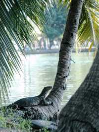 Where Locals Walk & Lizards Roam