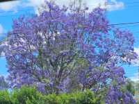 Wild Hearts & Golden Horizons: Fall Safari in Kenya